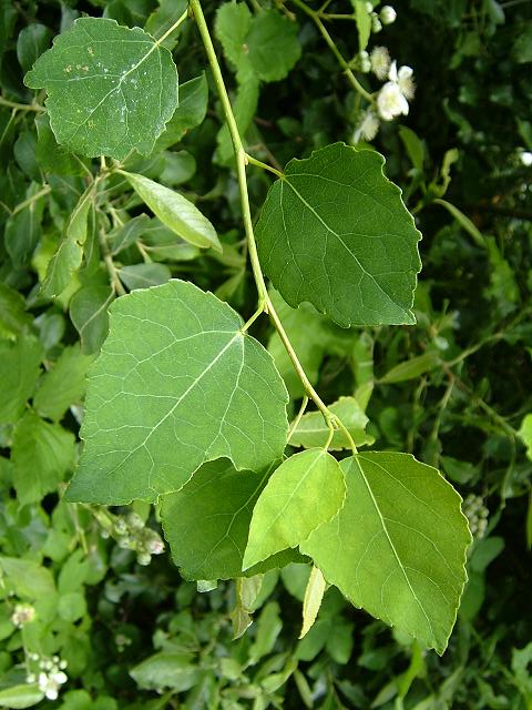 2-populus tremula_aspen_23-06-06