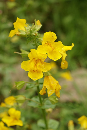 20-mimulus