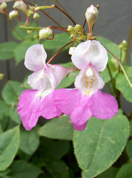 26-Impatiens