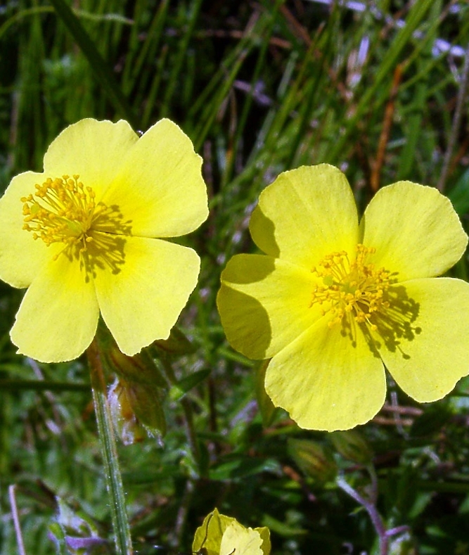 26-Helianthemum nummularium-_msolata