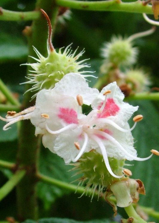 35-Horse Chestnut_flowers