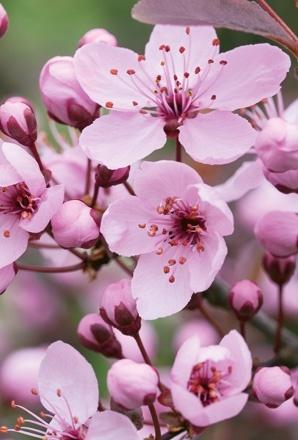 6-Prunus cerasifera_Nigra