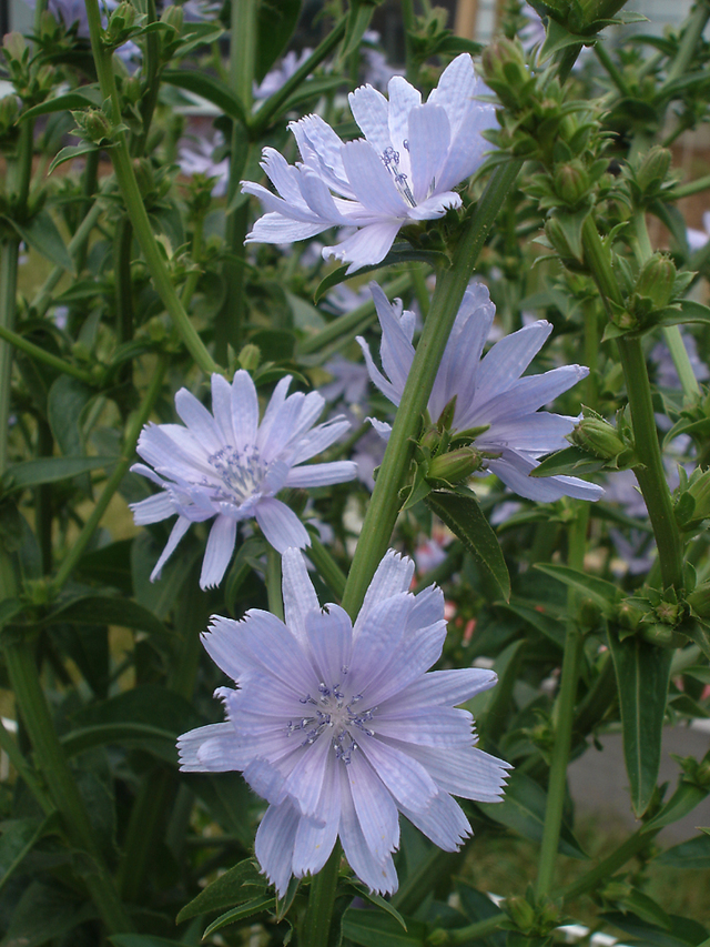 8-chicory