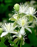 clematis