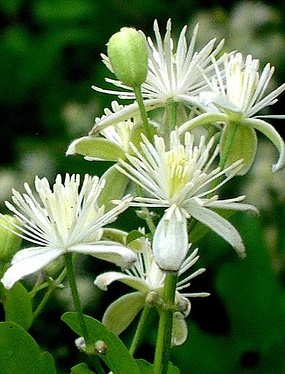 clematis