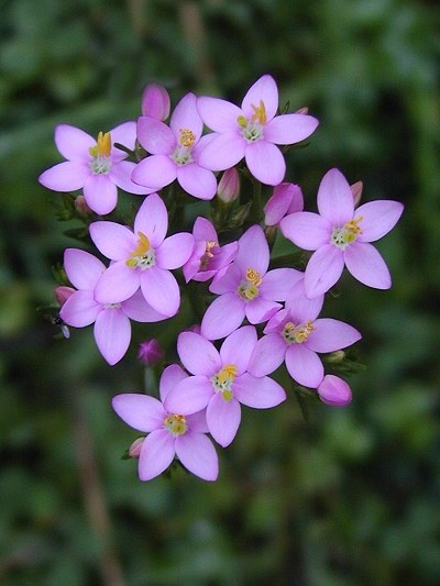 4-CENTAURY