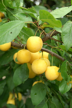 6-cherry plum