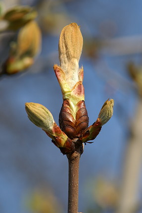 7-chestnut bud-aesculus_hippocastanum_12