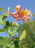 16-honeysuckle msolata
